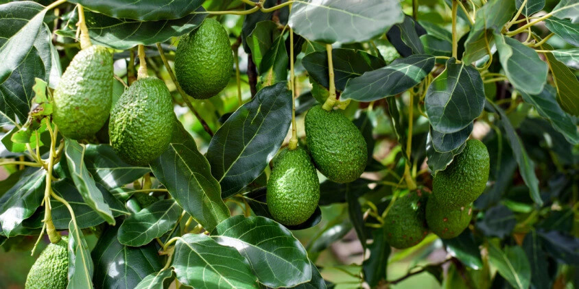 Avocado Planting