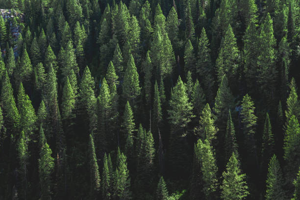 Los Pinos Wood